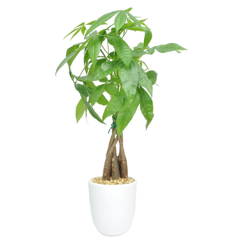 Costa Farms Money Tree Pachira in Premium Ceramic Planter – 16 Tall – Gift Medium Money Tree Planter