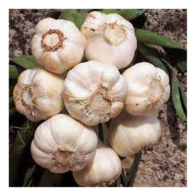 Fresh California Softneck Garlic Bulb (7 Pack) for Planting or Eating – 7 Count